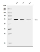 Anti-TEF1/TEAD-1/TEAD1 Antibody Picoband® Boster Bio