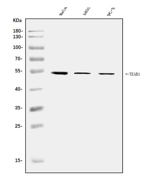Anti-TEF1/TEAD-1/TEAD1 Antibody Picoband® Boster Bio