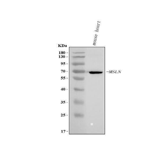 Anti-Mesothelin/Msln Antibody Picoband® Boster Bio