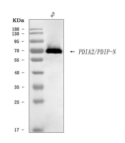 Anti-PDIP/PDIA2 Antibody Picoband® Boster Bio
