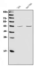Anti-CD48 Antibody Picoband® Boster Bio