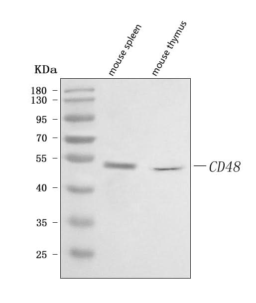 Anti-Cd48 Antibody Picoband® Boster Bio
