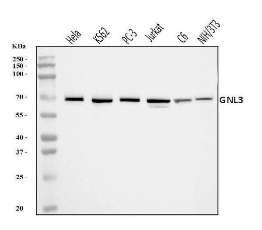 Anti-Nucleostemin/GNL3 Antibody Picoband® Boster Bio