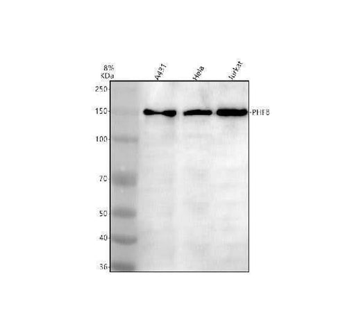 Anti-PHF8 Antibody Picoband® Boster Bio