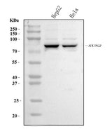 Anti-SUN2 Antibody Picoband® Boster Bio
