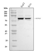 Anti-SUN2 Antibody Picoband® Boster Bio