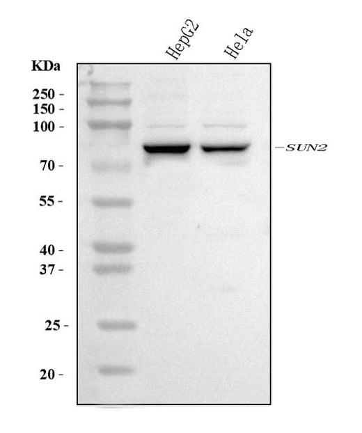 Anti-SUN2 Antibody Picoband® Boster Bio