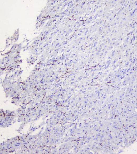 Anti-Myelin oligodendrocyte glycoprotein/MOG Antibody Picoband® Boster Bio