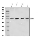 Anti-ZIP Kinase/Dapk3 Antibody Picoband® Boster Bio