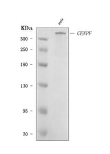 Anti-CENPF Antibody Picoband® Boster Bio