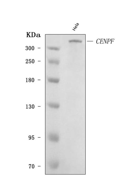 Anti-CENPF Antibody Picoband® Boster Bio