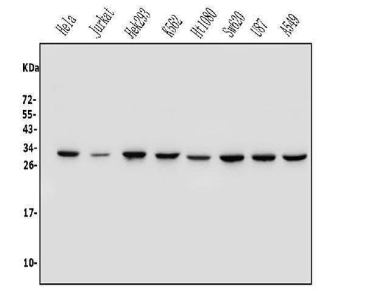 Anti-REA/PHB2 Antibody Picoband® Boster Bio