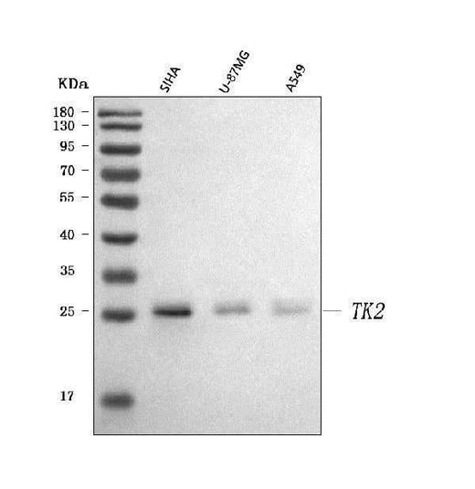 Anti-Thymidine Kinase 2/TK2 Antibody Picoband® Boster Bio