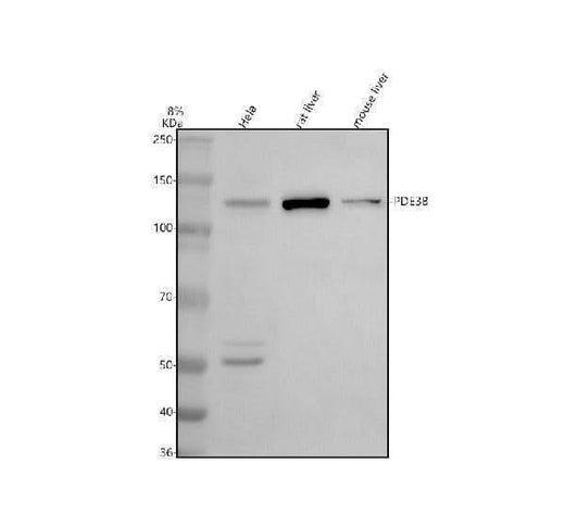 Anti-PDE3B Antibody Picoband® Boster Bio