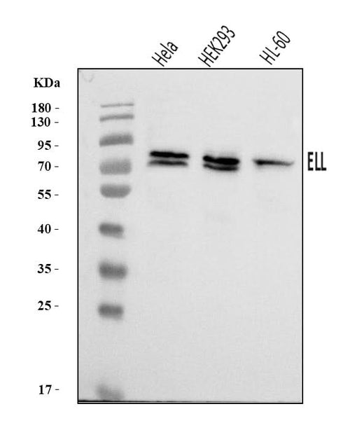 Anti-ELL Antibody Picoband® Boster Bio