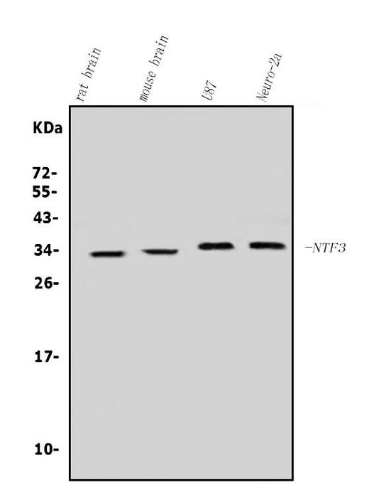 Anti-Neurotrophin 3/NTF3 Antibody Picoband® Boster Bio