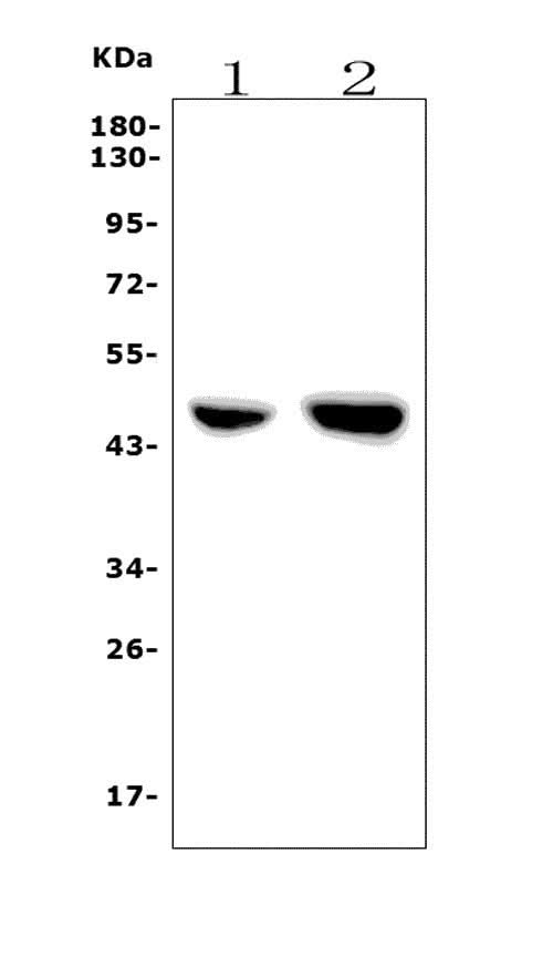 Anti-PAR1/Thrombin Receptor/F2R Antibody Picoband® Boster Bio