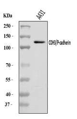Anti-P cadherin/CDH3 Antibody Picoband® Boster Bio