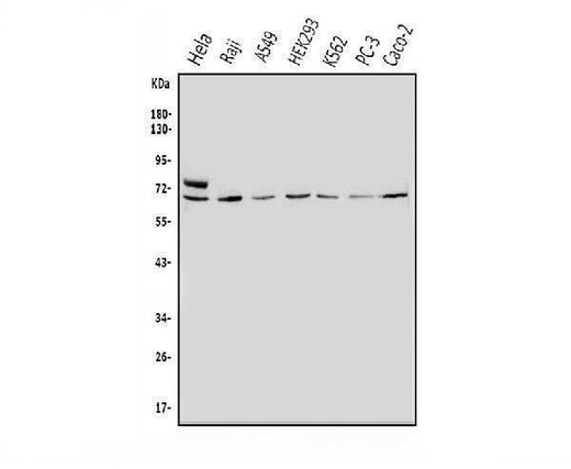 Anti-MNT Antibody Picoband® Boster Bio
