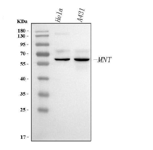 Anti-MNT Antibody Picoband® Boster Bio
