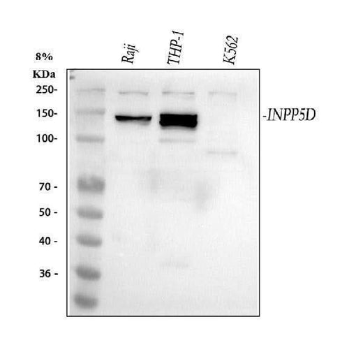 Anti-INPP5D Antibody Picoband® Boster Bio