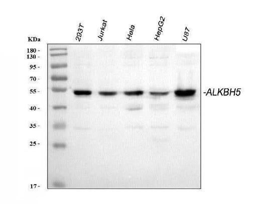 Anti-ALKBH5 Antibody Picoband® Boster Bio