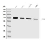 Anti-FOXN1 Antibody Picoband® Boster Bio