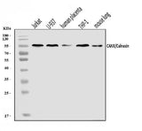 Anti-Calnexin/CANX Antibody Picoband® Boster Bio