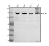 Anti-EPB41L3 Antibody Picoband® Boster Bio