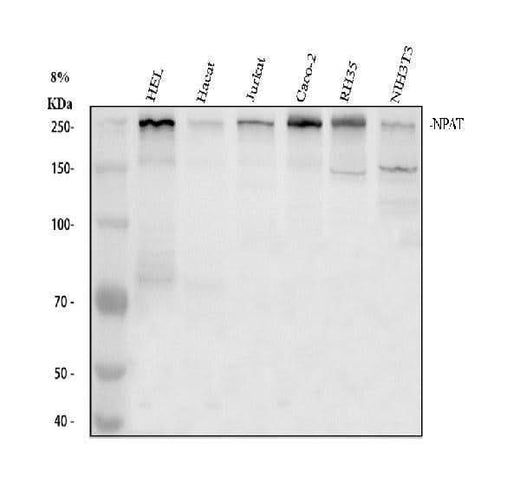 Anti-NPAT Antibody Picoband® Boster Bio
