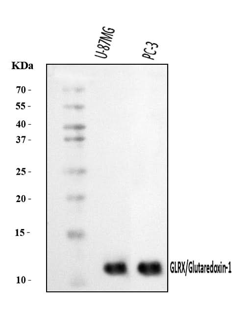 Anti-Glutaredoxin 1/GLRX Antibody Picoband® Boster Bio