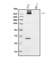 Anti-NG2/CSPG4 Antibody Picoband® Boster Bio