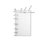 Anti-NCOA6 Antibody Picoband® Boster Bio