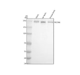 Anti-NCOA6 Antibody Picoband® Boster Bio