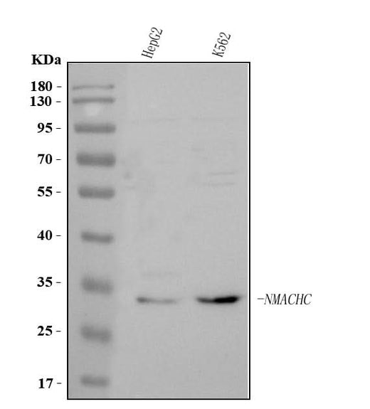 Anti-MMACHC Antibody Picoband® Boster Bio
