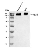 Anti-fibrillin 2/FBN2 Antibody Picoband® Boster Bio