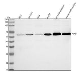 Anti-PEPD Antibody Picoband® Boster Bio