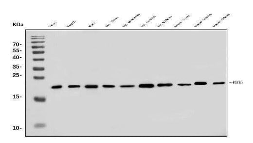 Anti-PSMB5/MB1 Antibody Picoband® Boster Bio