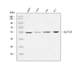 Anti-KLF10 Antibody Picoband® Boster Bio