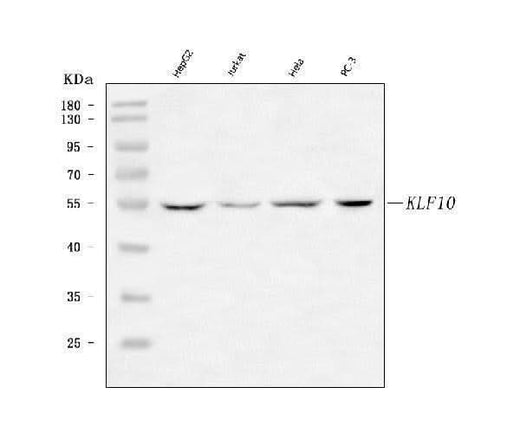 Anti-KLF10 Antibody Picoband® Boster Bio
