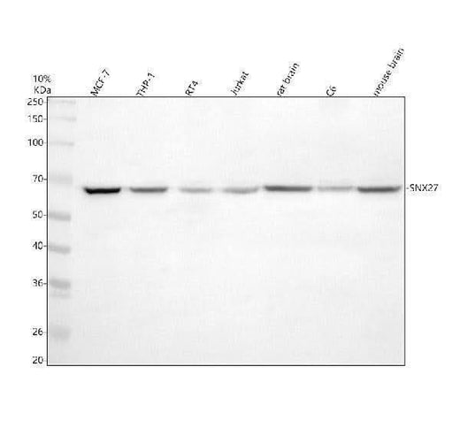 Anti-SNX27 Antibody Picoband® Boster Bio