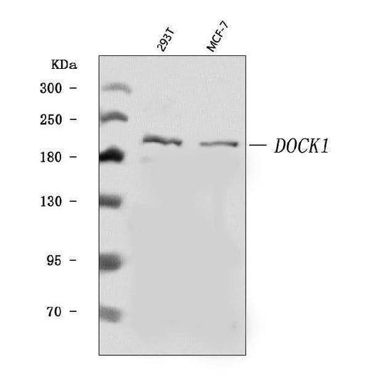 Anti-DOCK180/DOCK1 Antibody Picoband® Boster Bio