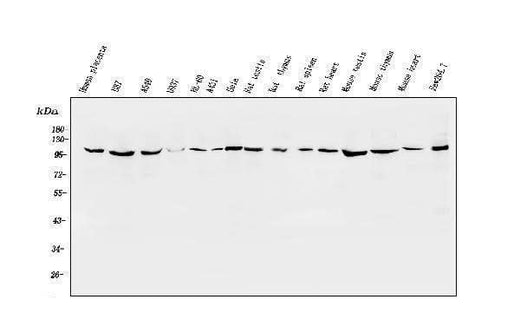 Anti-ApoER2/LRP8 Antibody Picoband® Boster Bio