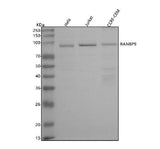 Anti-RANBP9 Antibody Picoband® Boster Bio