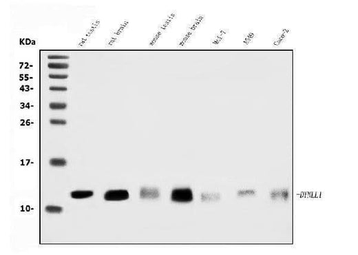 Anti-DYNLL1/PIN Antibody Picoband® Boster Bio