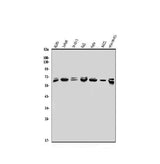 Anti-MBD4/MED1 Antibody Picoband® Boster Bio