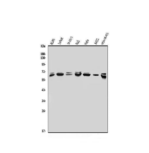 Anti-MBD4/MED1 Antibody Picoband® Boster Bio