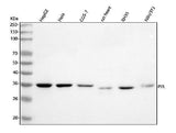 Anti-PIR Antibody Picoband® Boster Bio