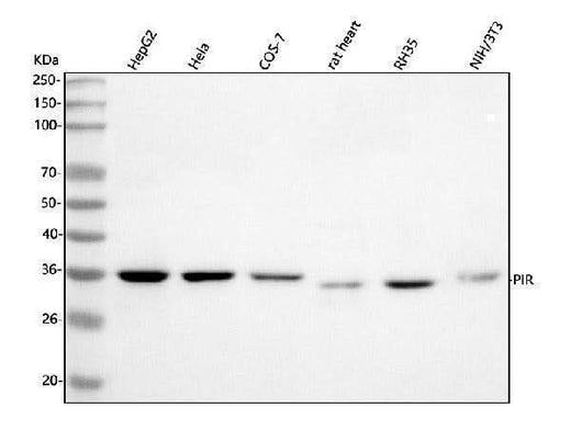 Anti-PIR Antibody Picoband® Boster Bio