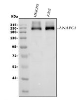 Anti-APC1/ANAPC1 Antibody Picoband® Boster Bio
